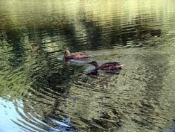 duck wild ducks pond lake