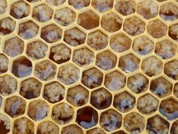 hexagons honeycomb of bees hive