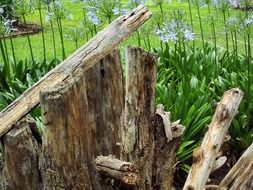wood garden nature green texture