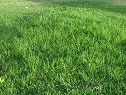 grass green texture meadow nature
