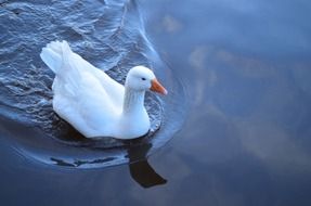 goose water white background