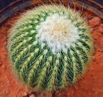 cactus plant garden green nature