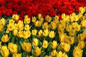 yellow and red tulips in the Netherlands