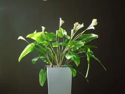 calla lily flower bloom