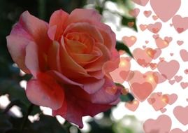 rose on a background of hearts