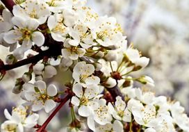 flowering tree branch