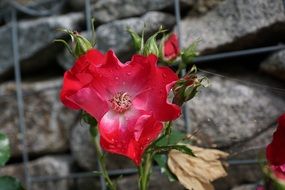 nice rose hip