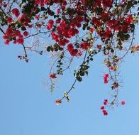 flowers flower decor background sky