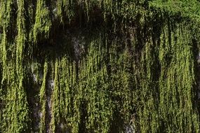 green moss on the wall