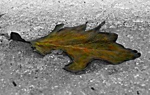 ice leaf winter background brown