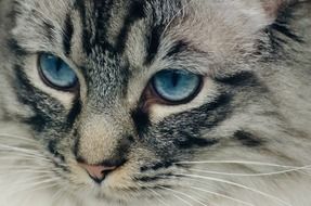 portrait of an adorable cat with blue eyes