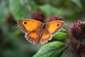 animal beautiful bug butterfly