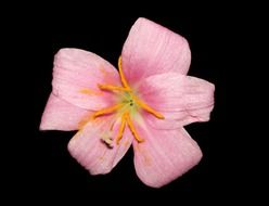 lily flower on black background