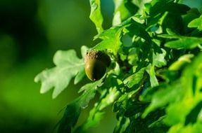 oak branch with an acorn