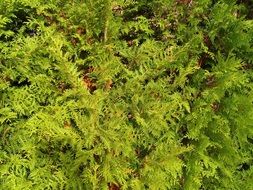 texture cornifer green spruce