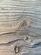 bark tree background wood grain