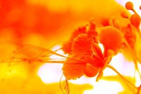 yellow background flower