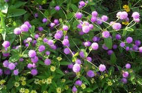 gomphrena globosa purple flowers