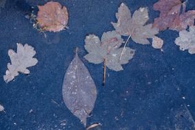 hoarfrost leaf leaves oak maple