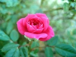 roses flowers pink green leaves