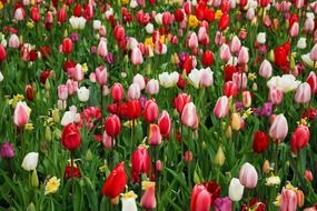 fresh tulips on the flowerbed