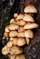 seasonal mushrooms on a tree close-up
