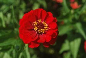 flower zinnia red petals blossom