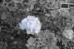 last blue flowers nature seasons