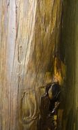 log smooth wood texture structure