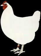 chicken hen poultry bird white