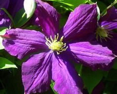 clematis flower violet purple