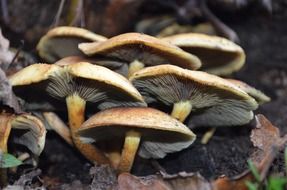 mushroom grass food nature macro