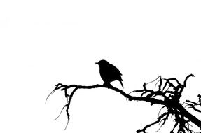 silhouette of a perched sparrow