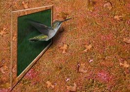 hummingbird bird 3d background