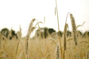 yellow wheat field