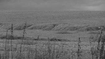 field wind harvesting grain