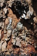 mahogany tribe bark indonesia