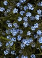 flowers blue background garden