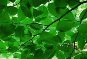 green leaves nature leaf summer