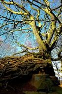 old rock tree nature background