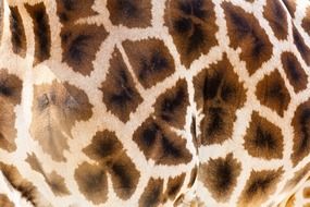 brown giraffe pattern