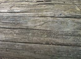 wood texture wooden log bark