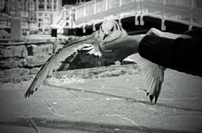 seagull in human hand