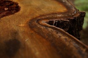 wood bark stubs stump pattern