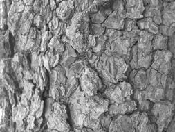 tree bark rough texture