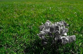 dry flower season green background