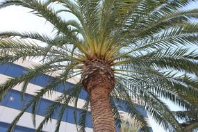 bark nature palm tree foliage