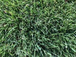 green lawn