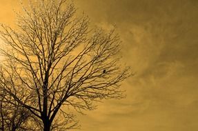 yellow sky and frozen tree