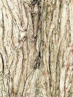 tree bark wood dry texture